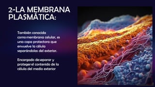 2-LA MEMBRANA
PLASMÁTICA:
También conocida
comomembrana celular, es
una capa protectora que
envuelve la célula
separándolas del exterior.
Encargado deseparar y
protegerel contenido de la
célula del medio exterior
 
