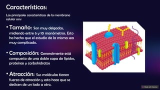 Características:
Las principales características de la membrana
celular son:·
• Tamaño: Son muy delgadas,
midiendo entre 6 y 10 manómetros. Esto
ha hecho que el estudio de la misma sea
muy complicado.
• Composición: Generalmente está
compuesto de una doble capa de lípidos,
proteínas y carbohidratos
• Atracción: Sus moléculas tienen
fuerza de atracción y esto hace que se
deslicen de un lado a otro.
 