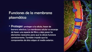 Funciones de la membrana
plasmática
• Proteger: proteger a la célula, hacer de
barrera selectiva. La membrana celular se encarga
de hacer una especie de filtro y deja pasar los
elementos necesarios para que la célula funcione
correctamente. También impide que los
componentes de ésta salgan al medio exterior.
 