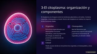 3-El citoplasma: organización y
componentes
El citoplasma es el espacio entre la membrana plasmática y el núcleo. Contiene
organelas, citoesqueleto y citosol. Dentro del citoplasma se realizan la mayoría
de las funciones vitales.
1 Organelas
Estructuras especializadas que
desempeñan funciones
específicas, como la producción
de energía, la síntesis de
proteínas y la eliminación de
residuos.
2 Citoesqueleto
Red de filamentos que
proporciona soporte estructural
y permite el movimiento de
organelas y la división celular.
3 Citosol
Fluido acuoso donde se encuentran las organelas, el citoesqueleto y otras
moléculas.
 