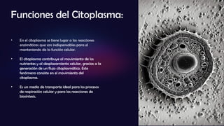 Funciones del Citoplasma:
• En el citoplasma se tiene lugar a las reacciones
enzimáticas que son indispensables para el
manteniendo de la función celular.
• El citoplasma contribuye al movimiento de los
nutrientes y al desplazamiento celular, gracias a la
generación de un flujo citoplasmático. Este
fenómeno consiste en el movimiento del
citoplasma.
• Es un medio de transporte ideal para los procesos
de respiración celular y para las reacciones de
biosíntesis.
 