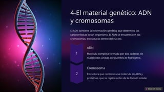 4-El material genético: ADN
y cromosomas
El ADN contiene la información genética que determina las
características de un organismo. El ADN se encuentra en los
cromosomas, estructuras dentro del núcleo.
ADN
Molécula compleja formada por dos cadenas de
nucleótidos unidas por puentes de hidrógeno.
Cromosoma
Estructura que contiene una molécula de ADN y
proteínas, que se replica antes de la división celular.
 
