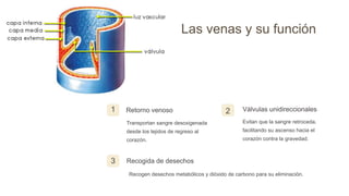 Las venas y su función
1 Retorno venoso
Transportan sangre desoxigenada
desde los tejidos de regreso al
corazón.
2 Válvulas unidireccionales
Evitan que la sangre retroceda,
facilitando su ascenso hacia el
corazón contra la gravedad.
3 Recogida de desechos
Recogen desechos metabólicos y dióxido de carbono para su eliminación.
 