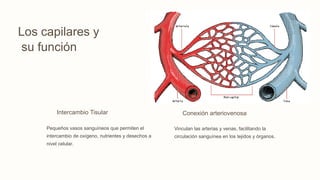 Los capilares y
su función
Intercambio Tisular
Pequeños vasos sanguíneos que permiten el
intercambio de oxígeno, nutrientes y desechos a
nivel celular.
Conexión arteriovenosa
Vinculan las arterias y venas, facilitando la
circulación sanguínea en los tejidos y órganos.
 