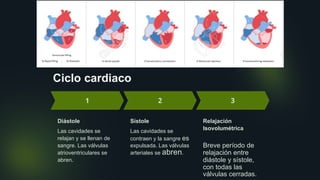 Ciclo cardiaco
Diástole
Las cavidades se
relajan y se llenan de
sangre. Las válvulas
atrioventriculares se
abren.
Sístole
Las cavidades se
contraen y la sangre es
expulsada. Las válvulas
arteriales se abren.
Relajación
Isovolumétrica
Breve período de
relajación entre
diástole y sístole,
con todas las
válvulas cerradas.
 