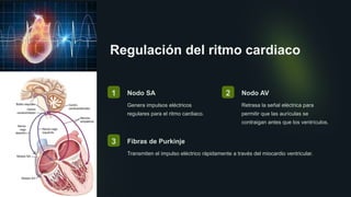 Regulación del ritmo cardiaco
1 Nodo SA
Genera impulsos eléctricos
regulares para el ritmo cardiaco.
2 Nodo AV
Retrasa la señal eléctrica para
permitir que las aurículas se
contraigan antes que los ventrículos.
3 Fibras de Purkinje
Transmiten el impulso eléctrico rápidamente a través del miocardio ventricular.
 