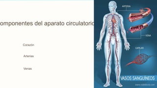 Componentes del aparato circulatorio
Corazón
Arterias
Venas
 