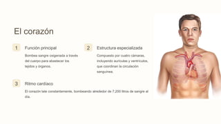 El corazón
1 Función principal
Bombea sangre oxigenada a través
del cuerpo para abastecer los
tejidos y órganos.
2 Estructura especializada
Compuesto por cuatro cámaras,
incluyendo aurículas y ventrículos,
que coordinan la circulación
sanguínea.
3 Ritmo cardíaco
El corazón late constantemente, bombeando alrededor de 7,200 litros de sangre al
día.
 
