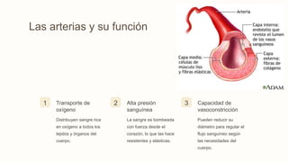 Las arterias y su función
1 Transporte de
oxígeno
Distribuyen sangre rica
en oxígeno a todos los
tejidos y órganos del
cuerpo.
2 Alta presión
sanguínea
La sangre es bombeada
con fuerza desde el
corazón, lo que las hace
resistentes y elásticas.
3 Capacidad de
vasoconstricción
Pueden reducir su
diámetro para regular el
flujo sanguíneo según
las necesidades del
cuerpo.
 