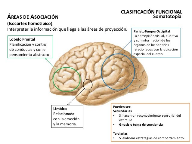 Introduccion a corteza cerebral