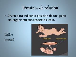 Términos de relación
• Sirven para indicar la posición de una parte
del organismo con respecto a otra.
Cefálico
(craneal)
 