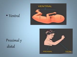 • Ventral
Proximal y
distal
 