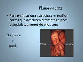 Planos de corte
• Para estudiar una estructura se realizan
cortes que describen diferentes planos
especiales, algunos de ellos son:
Plano medio
o
sagital
 