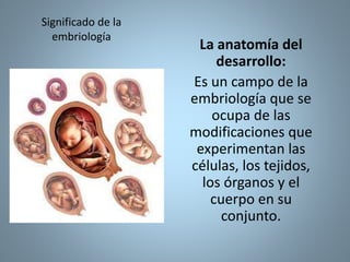 Significado de la
embriología
La anatomía del
desarrollo:
Es un campo de la
embriología que se
ocupa de las
modificaciones que
experimentan las
células, los tejidos,
los órganos y el
cuerpo en su
conjunto.
 