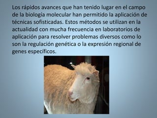 Los rápidos avances que han tenido lugar en el campo
de la biología molecular han permitido la aplicación de
técnicas sofisticadas. Estos métodos se utilizan en la
actualidad con mucha frecuencia en laboratorios de
aplicación para resolver problemas diversos como lo
son la regulación genética o la expresión regional de
genes específicos.
 