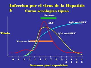 Infeccion por el virus de la Hepatitis
E
Curso serologico tipico
Sintomas

IgG anti-HEV

ALT

Titulo

IgM anti-HEV
Virus en heces

0

1

2

3

4

5

6

7

8

9

1
0

Semanas post exposicion

1
1

1
2

1
3

 