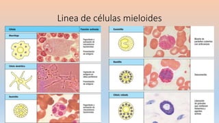 Linea de células mieloides
 