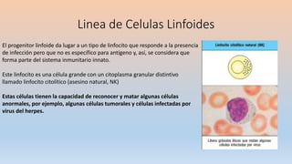 Linea de Celulas Linfoides
El progenitor linfoide da lugar a un tipo de linfocito que responde a la presencia
de infección pero que no es específico para antígeno y, así, se considera que
forma parte del sistema inmunitario innato.
Este linfocito es una célula grande con un citoplasma granular distintivo
llamado linfocito citolítico (asesino natural, NK)
Estas células tienen la capacidad de reconocer y matar algunas células
anormales, por ejemplo, algunas células tumorales y células infectadas por
virus del herpes.
 