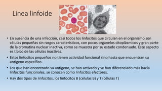 Linea linfoide
• En ausencia de una infección, casi todos los linfocitos que circulan en el organismo son
células pequeñas sin rasgos característicos, con pocos organelos citoplásmicos y gran parte
de la cromatina nuclear inactiva, como se muestra por su estado condensado. Este aspecto
es típico de las células inactivas.
• Estos linfocitos pequeños no tienen actividad funcional sino hasta que encuentran su
antígeno específico.
• Los que han encontrado su antígeno, se han activado y se han diferenciado más hacia
linfocitos funcionales, se conocen como linfocitos efectores.
• Hay dos tipos de linfocitos, los linfocitos B (células B) y T (células T)
 