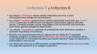 Linfocitos T y linfocitos B
• Las células T citotóxicas matan células infectadas por virus u otros
microorganismos patógenos intracelulares.
• Las células T auxiliares proporcionan señales adicionales esenciales que activan
células B para que se diferencien y produzcan anticuerpos; algunas de estas
células T también pueden activar macrófagos a fin de hacerlos más eficientes
para matar agentes patógenos fagocitados.
• Las células T reguladoras suprimen la actividad de otros linfocitos y ayudan a
controlar respuestas inmunitarias.
• Durante una respuesta inmunitaria, algunas de las células B y T activadas
mediante antígeno se diferencian hacia células de memoria, los linfocitos de los
cuales depende la inmunidad duradera que puede aparecer luego de exposición a
enfermedad o vacunación.
• Las células de memoria se diferenciarán con facilidad hacia células efectoras ante
una segunda exposición a su antígeno específico.
 