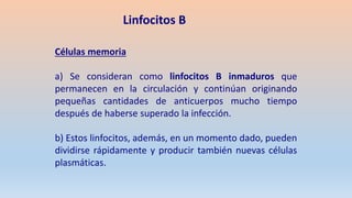Células memoria
a) Se consideran como linfocitos B inmaduros que
permanecen en la circulación y continúan originando
pequeñas cantidades de anticuerpos mucho tiempo
después de haberse superado la infección.
b) Estos linfocitos, además, en un momento dado, pueden
dividirse rápidamente y producir también nuevas células
plasmáticas.
Linfocitos B
 