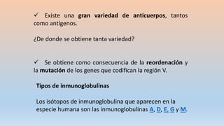  Existe una gran variedad de anticuerpos, tantos
como antígenos.
¿De donde se obtiene tanta variedad?
 Se obtiene como consecuencia de la reordenación y
la mutación de los genes que codifican la región V.
Tipos de inmunoglobulinas
Los isótopos de inmunoglobulina que aparecen en la
especie humana son las inmunoglobulinas A, D, E, G y M.
 