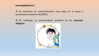 Inmunoglobulina E
 Se encuentra en concentraciones muy bajas en el suero y
secreciones al exterior (0,002%).
 Sin embargo, su concentración aumenta en los procesos
alérgicos.
 