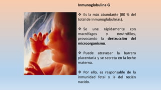 Inmunoglobulina G
 Es la más abundante (80 % del
total de inmunoglobulinas).
 Se une rápidamente con
macrófagos y neutrófilos,
provocando la destrucción del
microorganismo.
 Puede atravesar la barrera
placentaria y se secreta en la leche
materna.
 Por ello, es responsable de la
inmunidad fetal y la del recién
nacido.
 