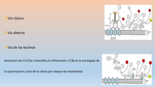 Vía clásica
Vía alterna
Vía de las lectinas
Activación de C3 (C3a: intensifica la inflamación y C3b es la encargada de
la opsonizacion y lisis de la célula por ataque de membrana)
 