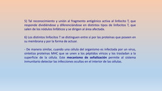 5) Tal reconocimiento y unión al fragmento antigénico activa al linfocito T, que
responde dividiéndose y diferenciándose en distintos tipos de linfocitos T, que
salen de los nódulos linfáticos y se dirigen al área afectada.
6) Los distintos linfocitos T se distinguen entre sí por las proteínas que poseen en
su membrana y por la forma de actuar.
- De manera similar, cuando una célula del organismo es infectada por un virus,
sintetiza proteínas MHC que se unen a los péptidos víricos y los trasladan a la
superficie de la célula. Este mecanismo de señalización permite al sistema
inmunitario detectar las infecciones ocultas en el interior de las células.
 