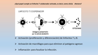 ¿Qué papel cumple un linfocito T colaborador activado, es decir, como célula efectora?
 Activación (proliferación y diferenciación) de linfocitos T y B.
 Activación de macrófagos para que eliminen al patógeno agresor.
 Inflamación: para focalizar la infección.
 
