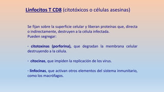 Se fijan sobre la superficie celular y liberan proteínas que, directa
o indirectamente, destruyen a la célula infectada.
Pueden segregar:
· citotoxinas (porforina), que degradan la membrana celular
destruyendo a la célula.
· citocinas, que impiden la replicación de los virus.
· linfocinas, que activan otros elementos del sistema inmunitario,
como los macrófagos.
Linfocitos T CD8 (citotóxicos o células asesinas)
 