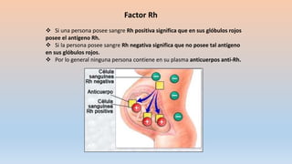Factor Rh
 Si una persona posee sangre Rh positiva significa que en sus glóbulos rojos
posee el antígeno Rh.
 Si la persona posee sangre Rh negativa significa que no posee tal antígeno
en sus glóbulos rojos.
 Por lo general ninguna persona contiene en su plasma anticuerpos anti-Rh.
 
