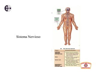 Sistema Nervioso
 