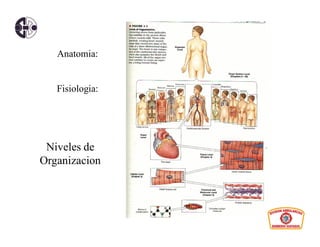 Anatomia:


   Fisiologia:




 Niveles de
Organizacion
 
