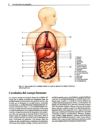 Introduccion a la anatomia