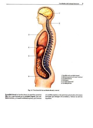 Introduccion a la anatomia