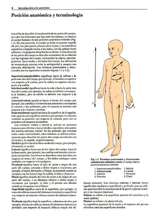 Introduccion a la anatomia