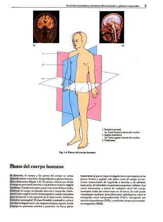 Introduccion a la anatomia