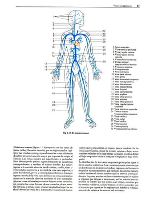 Introduccion a la anatomia