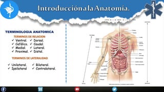TERMINOLOGIA ANATOMICA
 Ventral.
 Cefálico.
 Medial.
 Proximal.
 Dorsal.
 Caudal.
 Lateral.
 Distal.
TERMINOS DE RELACION
TERMINOS DE LATERALIDAD
 Unilateral.
 Ipsilateral
 Bilateral.
 Contralateral.
 