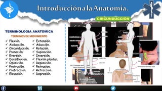 TERMINOLOGIA ANATOMICA
 Flexión.
 Abducción.
 Circunducción.
 Pronación.
 Eversión.
 Dorsiflexion.
 Oposición.
 Protrusión.
 Protraccion.
 Elevación.
 Extensión.
 Aducción.
 Rotación.
 Supinación.
 Inversión.
 Flexión plantar.
 Reposición.
 Retrusion.
 Retraccion.
 Depresión.
TERMINOS DE MOVIMIENTO
CIRCUNDUCCIÓN
ROTACIÓN
 