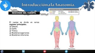 REGIONES DEL CUERPO.
El cuerpo se divide en varias
regiones principales.
 Cabeza.
 Cuello.
 Tronco.
 Miembros superiores.
 Miembros inferiores.
 