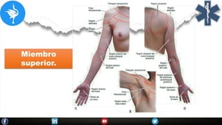 Miembro
superior.
 