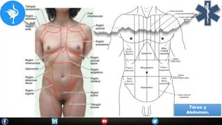 Tórax y
Abdomen.
 