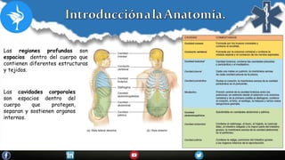 Las regiones profundas son
espacios dentro del cuerpo que
contienen diferentes estructuras
y tejidos.
Las cavidades corporales
son espacios dentro del
cuerpo que protegen,
separan y sostienen organos
internos.
 