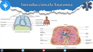 Introduccion a la anatomia.