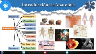 Anatomía.
Macroscópica.
Microscópica.
Descriptiva.
Sistémica.
Topográfica.
Funcional.
Aplicada.
Del Desarrollo.
De Superficie.
Proyectiva.
Comparada.
 