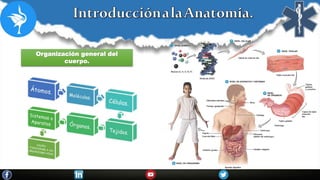 Organización general del
cuerpo.
 