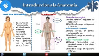 • Bipedestación.
• Posición recta.
• Mirada al frente.
• Miembros
superiores
ligeramente
abducidos.
• Manos supinadas.
• Pies paralelos
con la punta
hacia el frente.
POSICION ANATOMICA. PLANIMETRIA.
Plano Medio o sagital.
 Plano vertical, dispuesto de
lado a lado
 Dividen el cuerpo en izquierda
y derecha.
Plano Frontal o coronal.
 Plano vertical, en sentido
anteroposterior.
 Divide el cuerpo en anterior y
posterior.
Plano Transversal o axial.
 Planos horizontales, son
perpendiculares a los planos
verticales.
 Divide el cuerpo en superior e
inferior.
 